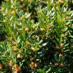 Tis obyčajný (Taxus baccata) ´DAVID´ - výška 15-25 cm, kont. C2L